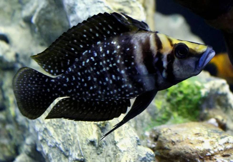 Кальвус - один из самых элегантных цихлид в аквариумистике