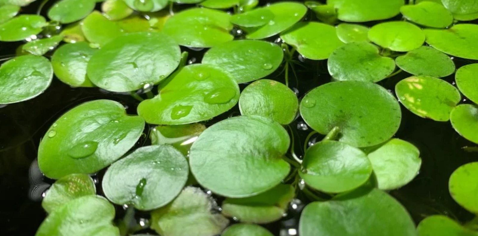 Плавающее растение лимнобиум