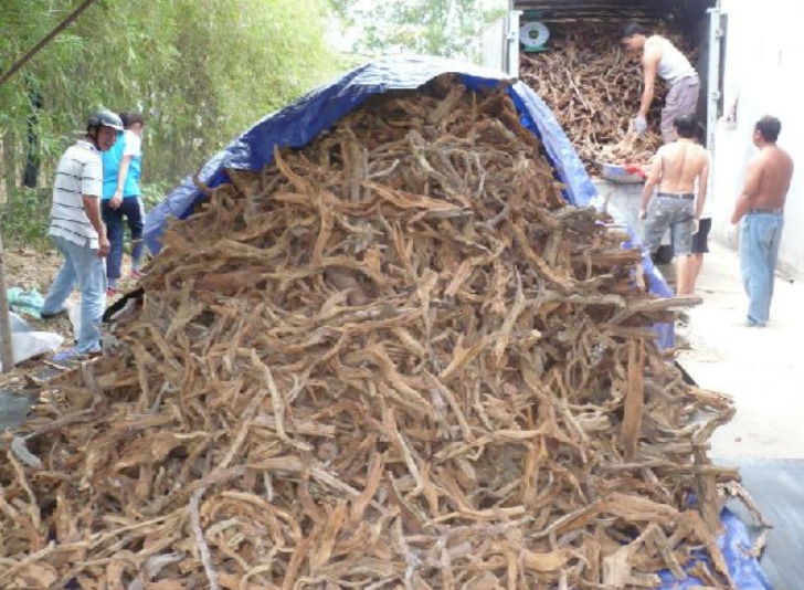 Для местных жителей мангровые коряги один из важных промыслов