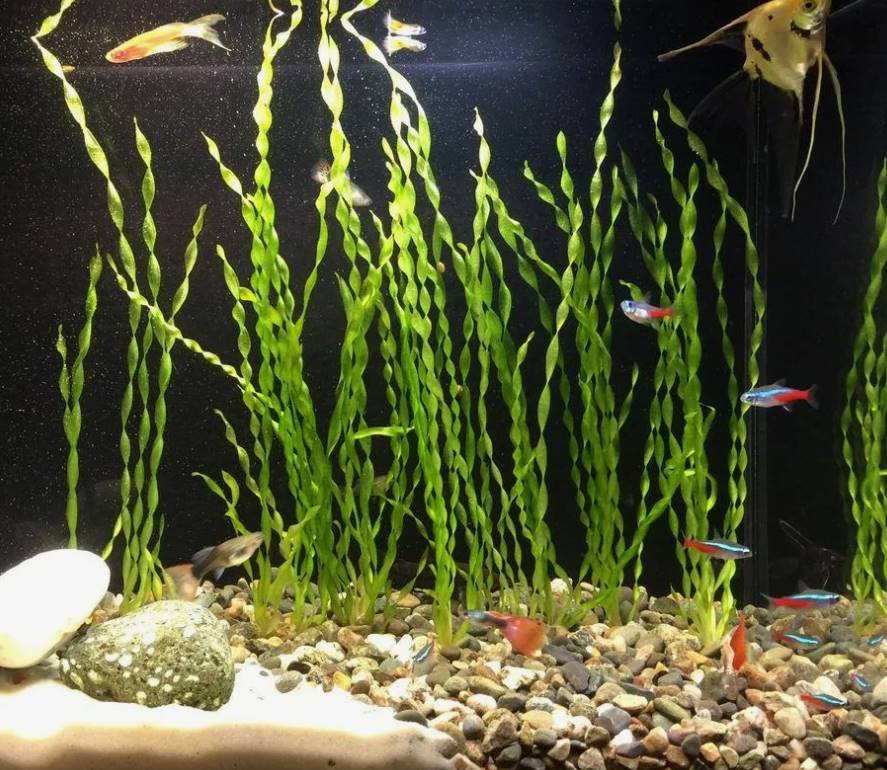 Спиральные листья создают очень необычный эффект в аквариуме