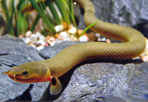 Каламоихт-рыбы змея