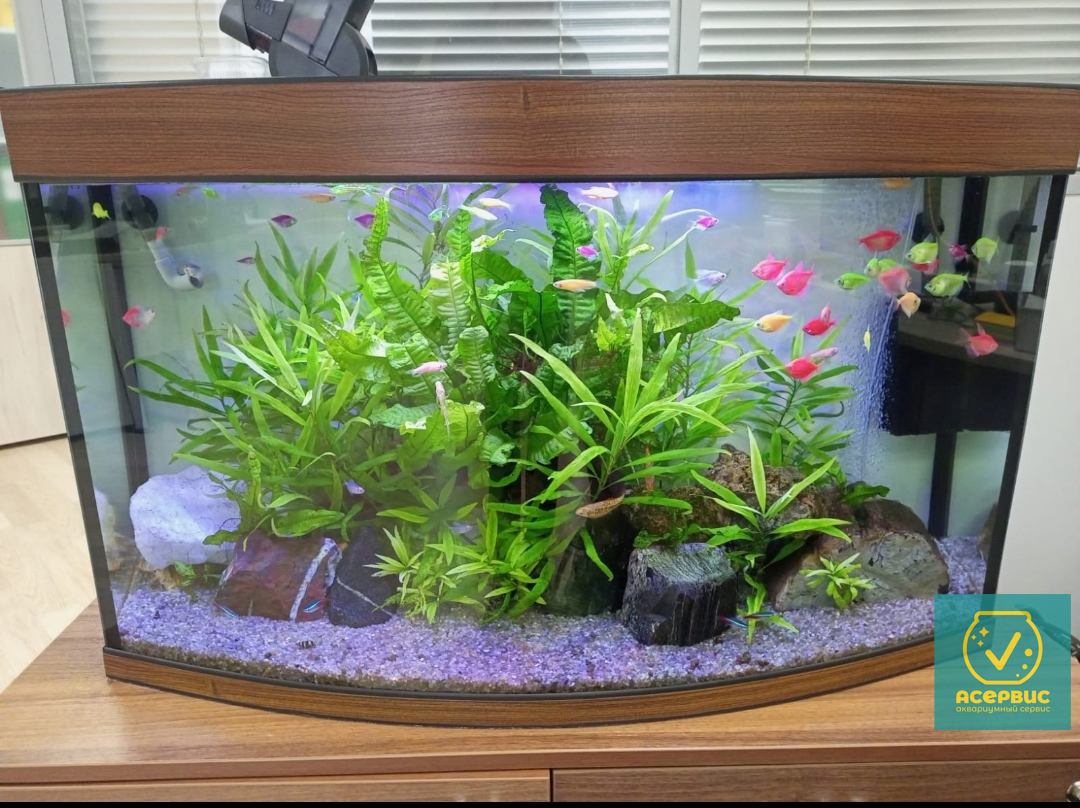 аквариум 150л с глофиш тернеции и растения в офисе компании