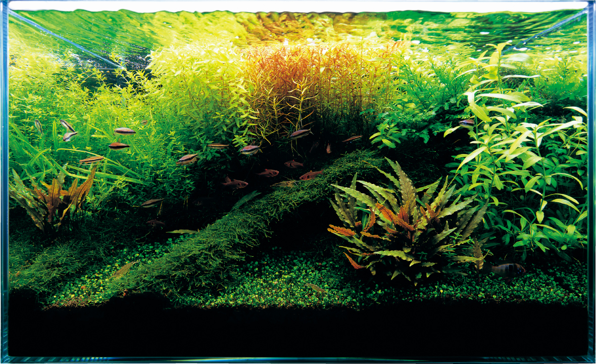 растения для аквариума