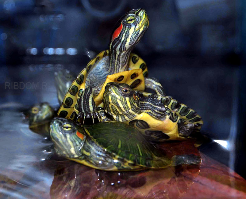 черепаха аквариумная купить 