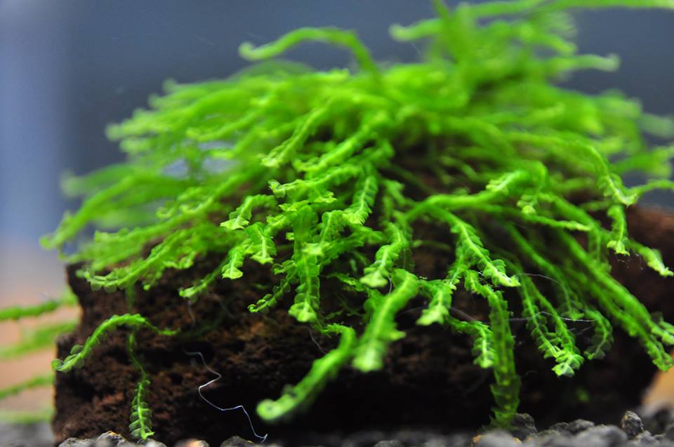 мох жемчужный moss perl
