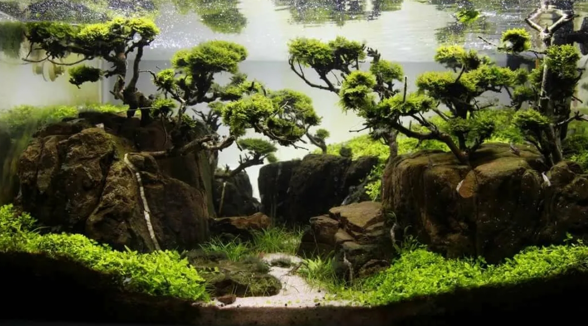 Акваскейп, для которого нужна только фантазия и терпение