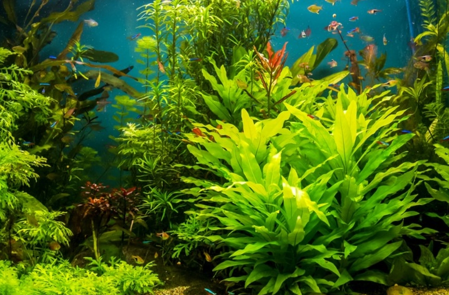 Бюджетно, стильно, и очень естественно