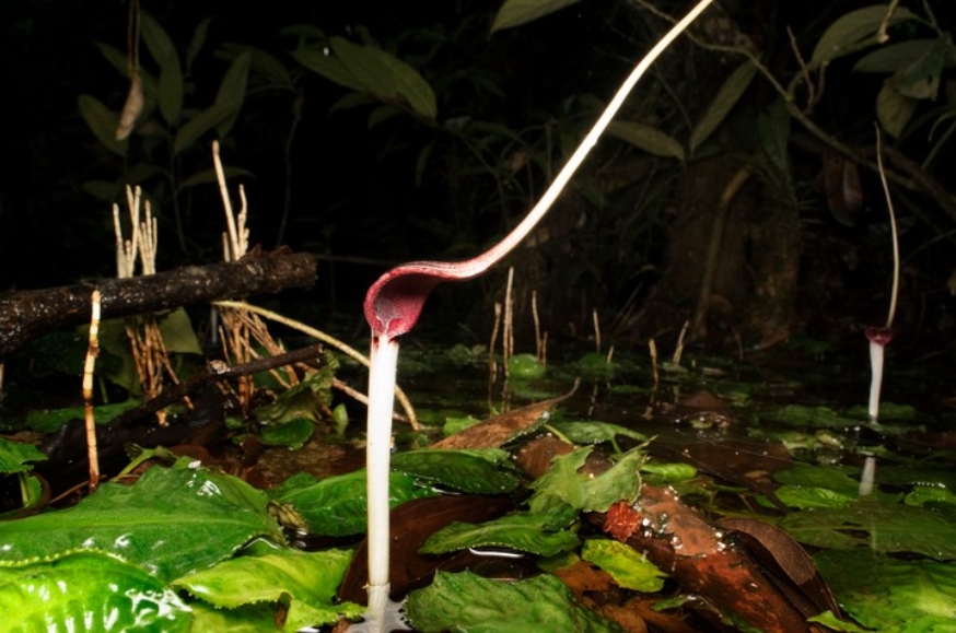 Криптокорина длиннохвостая в естественной среде обитания на острове Борнео