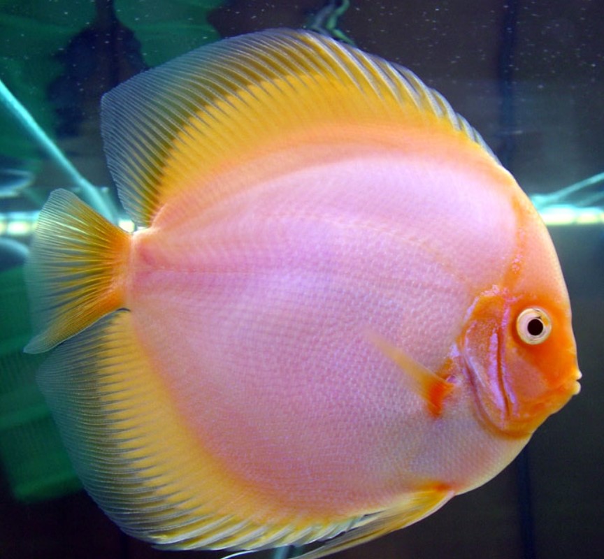 Красивая рыба дискус (Symphysodon)