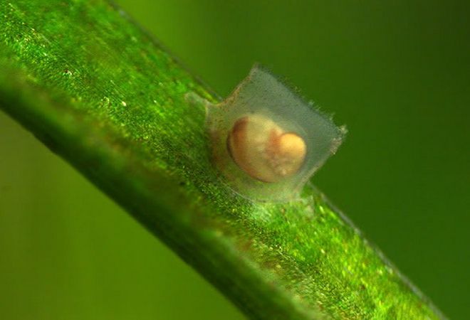 Улитка хелена размножение яйца фото