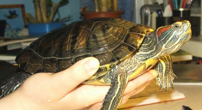 Размер взрослой красноухой черепахи