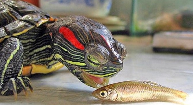 Красноухая черепаха - это плотоядный хищник