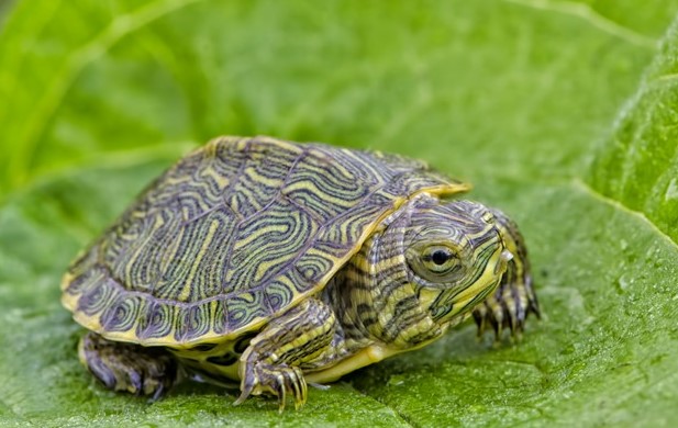 Особенности кормления красноухой черепахи в условиях домашнего содержания