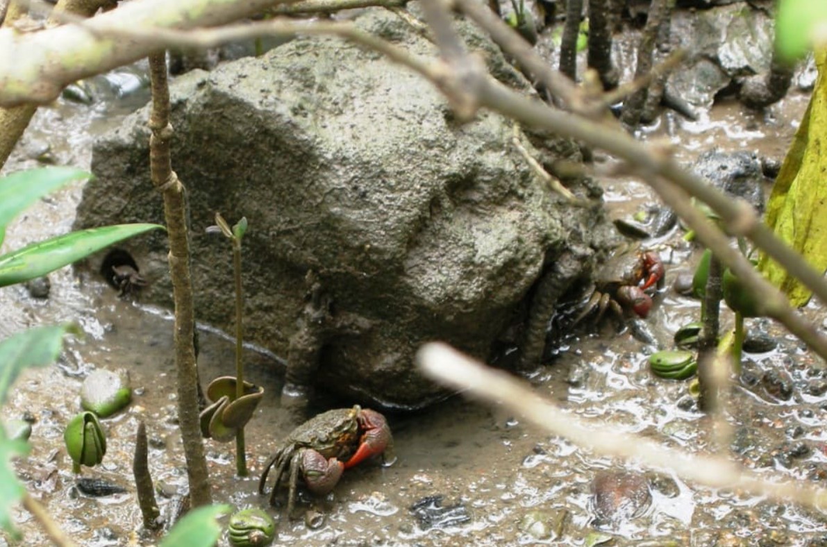 Естественный биотоп мангрового краба