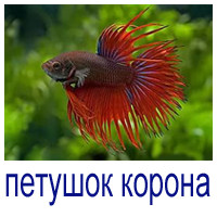 Рыбка Петушок Купить В Москве Интернет Магазине
