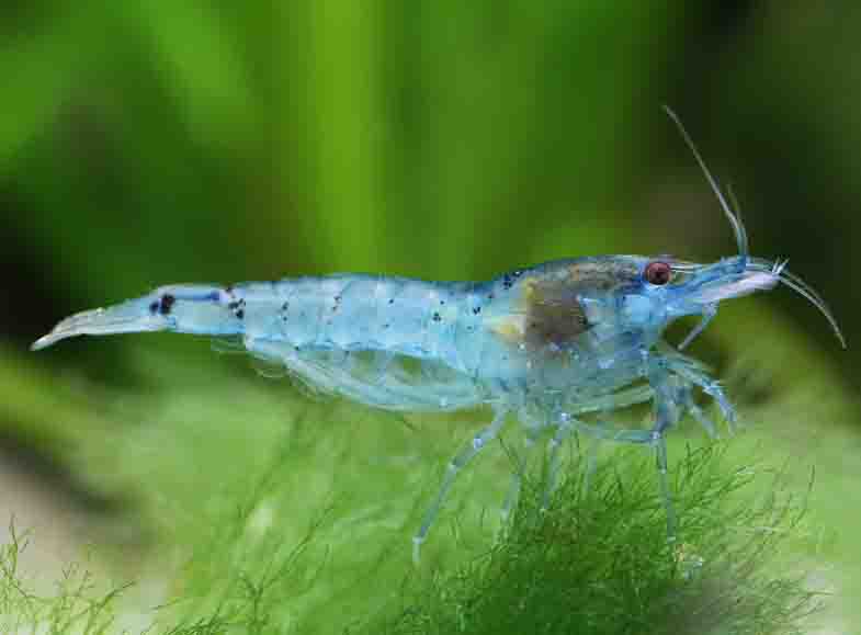 Aura Blue Dwarf Shrimp