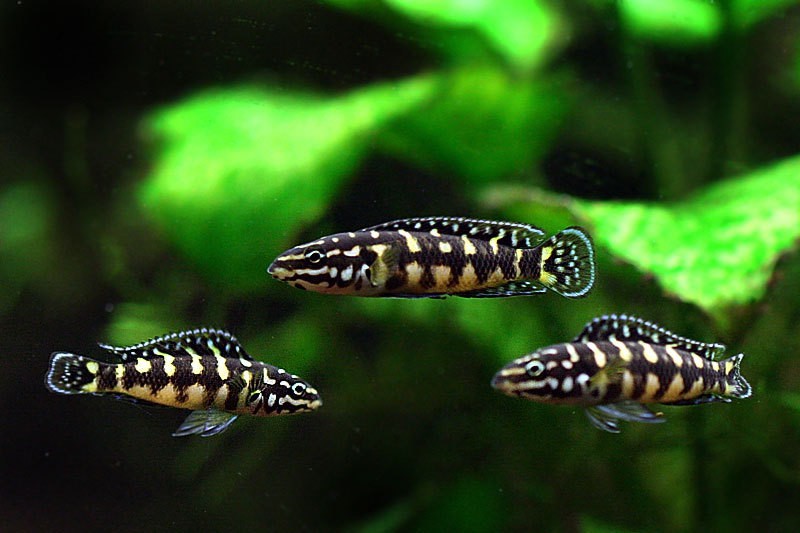 Юлидохромис транскриптус (Julidochromis transcriptus) 
