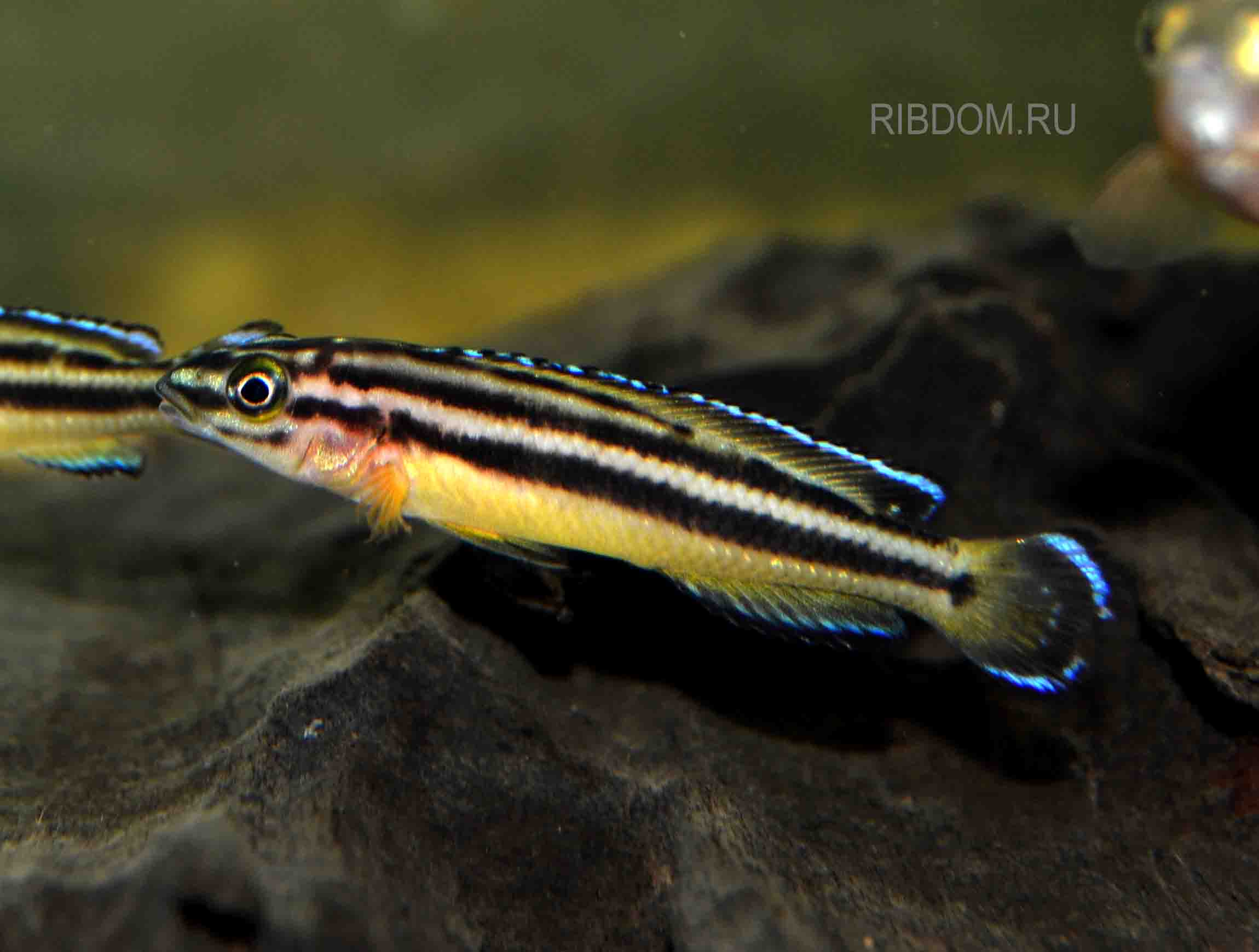 ЮЛИДОХРОМИС КИПИЛИ - Julidochromis Kipili