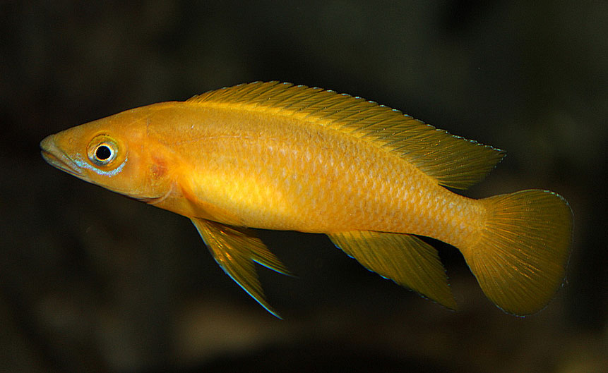 Апельсиновый лампрологус (Neolamprologus leleupi).